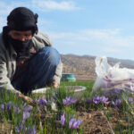 زعفران باکیفیت کرمانشاه؛ برندی تازه در بازار ایران