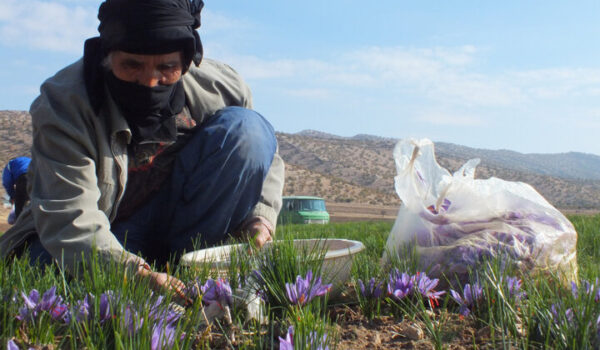 زعفران باکیفیت کرمانشاه؛ برندی تازه در بازار ایران