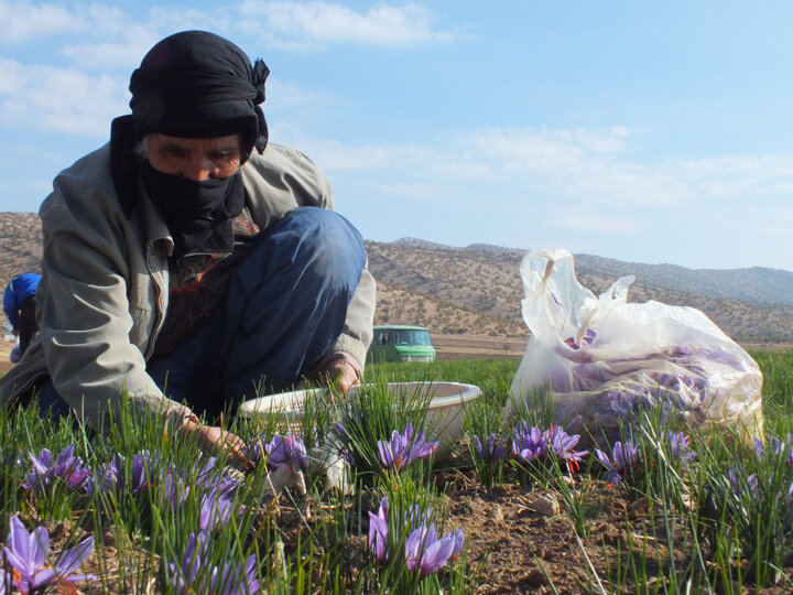 زعفران باکیفیت کرمانشاه؛ برندی تازه در بازار ایران