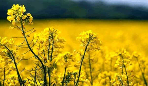 توسعه کشت کلزا در کنگاور جهش گرفت؛ ۹۰۰ هکتار زیرکشت رفت