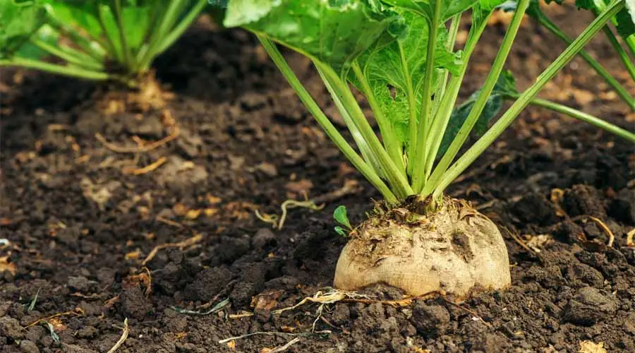 کشت چغندر قند گیلانغرب در ۶۰۰ هکتار زمین آغاز شد