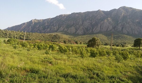 حال جنگل‌های زاگرس خوب است؛ «خشکیدگی» به سراغ بلوط‌های کرمانشاه نیامده است