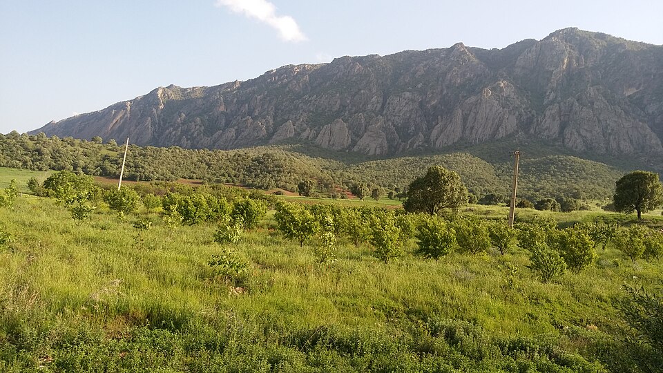 حال جنگل‌های زاگرس خوب است؛ «خشکیدگی» به سراغ بلوط‌های کرمانشاه نیامده است